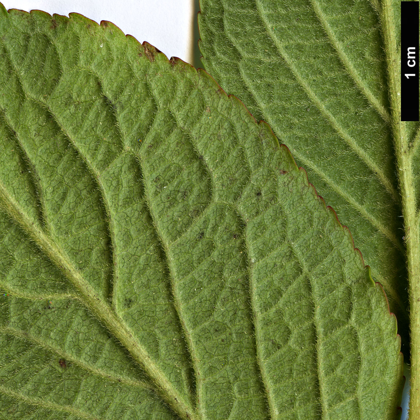 High resolution image: Family: Caprifoliaceae - Genus: Weigela - Taxon: japonica - SpeciesSub: var. sinica